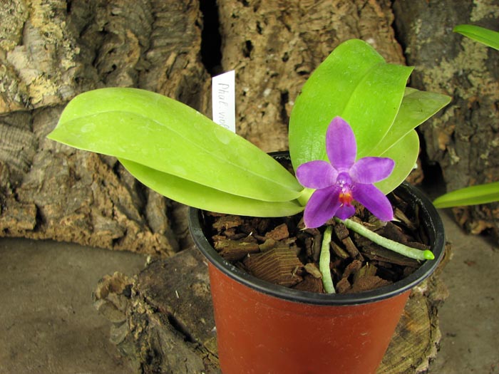 Phalaenopsis violacea.jpg