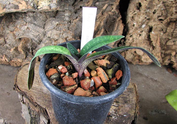 Paphiopedilum armeniacum.jpg