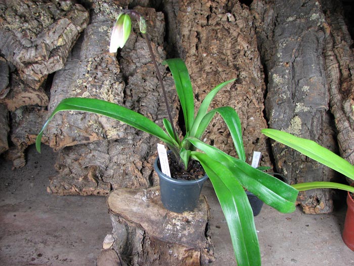 Paphiopedilum Olympian Yard x spicerianum 'Mjao Hua'.jpg