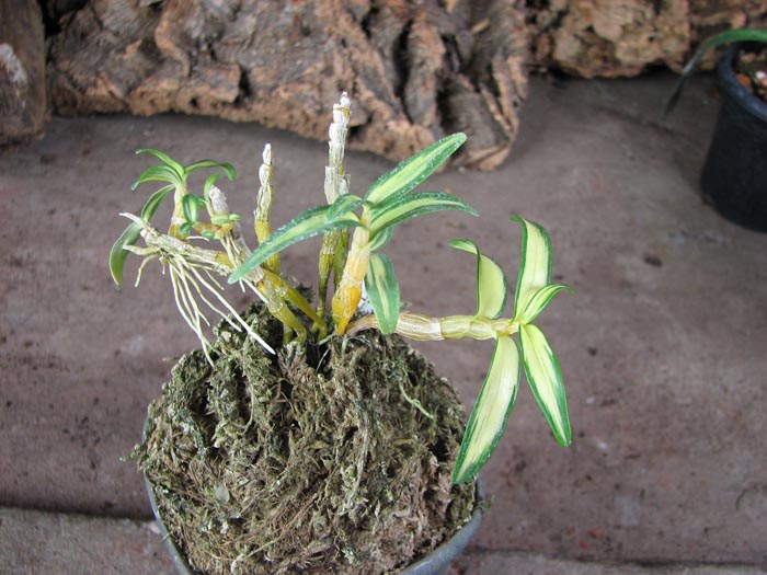 Dendrobium moniliforme Benikomachi.jpg
