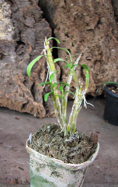 Dendrobium moniliforme Nikko-Den.jpg