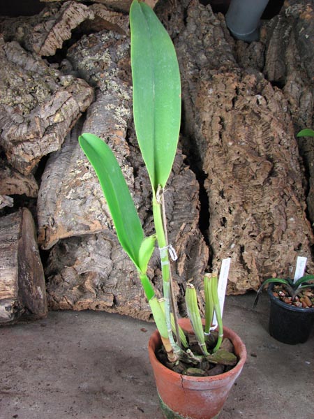 Brassolaeliocattleya Tainan Gold 'Canary' (Toshie Aoki x Waianae Princess).jpg