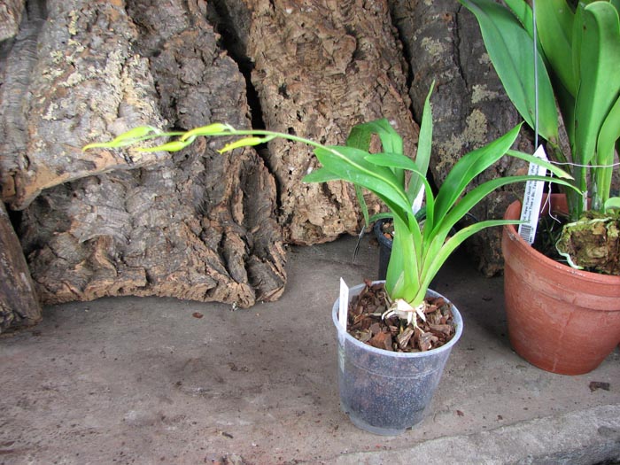 Brassada Mivada (Brassia brachiata X Ada aurantiaca).jpg