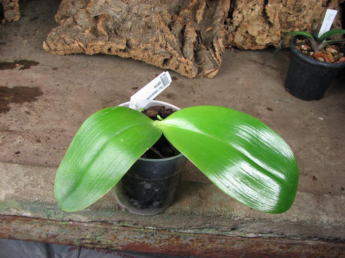 Phalaenopsis violacea sumatra x gigantea.jpg