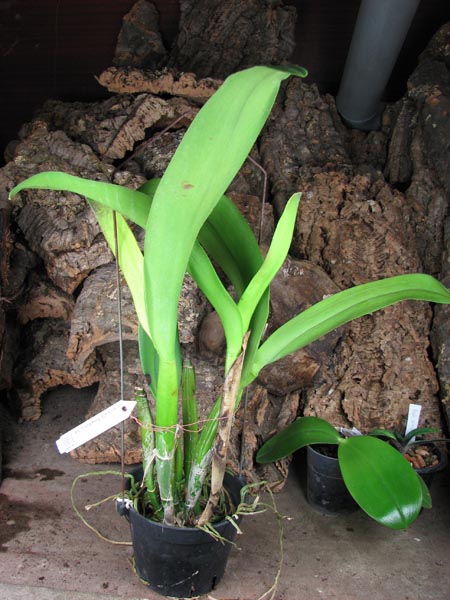 Brassolaeliocattleya Young Kong 'Sun No16'.jpg