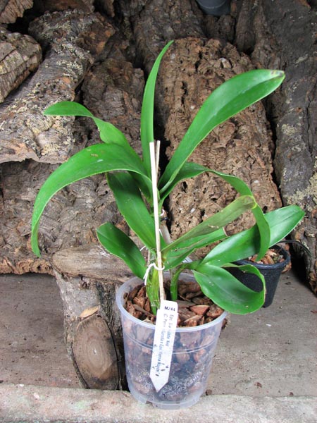 Epicattleya Siam Jade 'Avo' (Cattleya Penny Kuroda x Epicattleya Vienna Woods).jpg