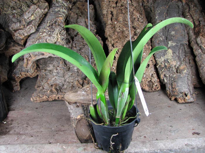 Brassolaeliocattleya Chia Lin 'New City' (Oconee x Maitland).jpg