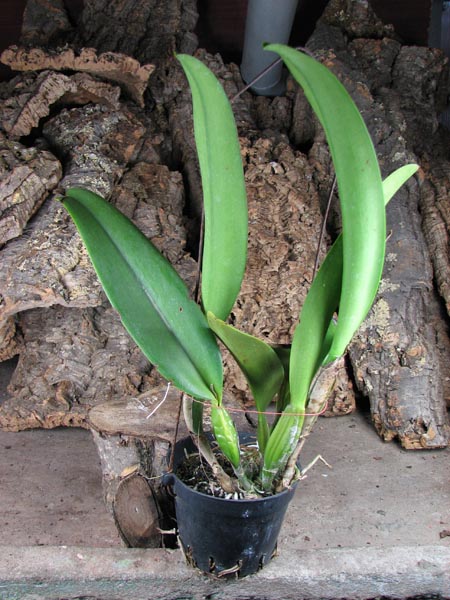 Brassolaeliocattleya Pamela Hetherington.JPG