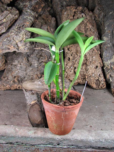 Cattleya harrisoniae.jpg