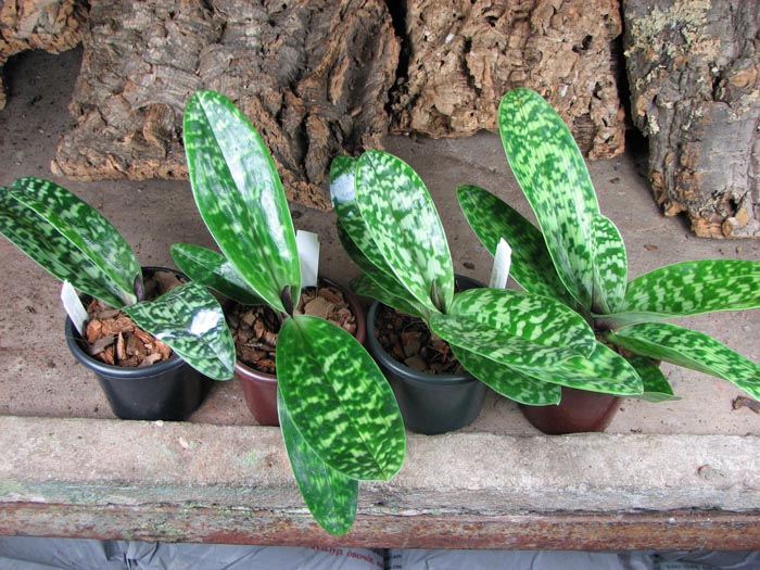 Paphiopedilum Shin-Yi Heart x Hung Sheng Star.jpg