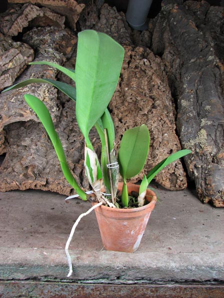 Laeliocattleya Coastal Concept 'Tokyo'.jpg