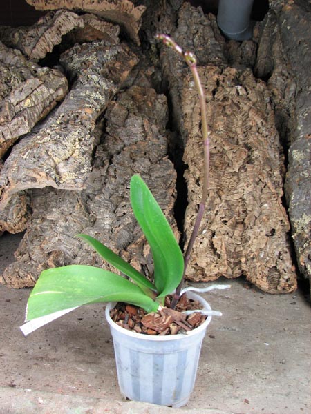 Doritaenopsis Chian Xen Pearl x Lianher Glory.jpg