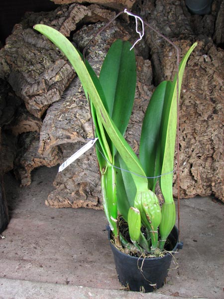 Brassolaeliocattleya Pamela Hetherington.JPG
