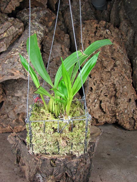 Coryanthes macrantha.jpg