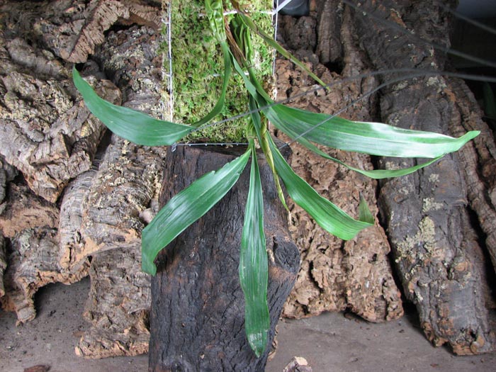 Coelogyne cristata var hololeuca.jpg