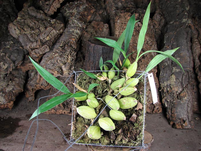 Coelogyne cristata 'maxima'.jpg