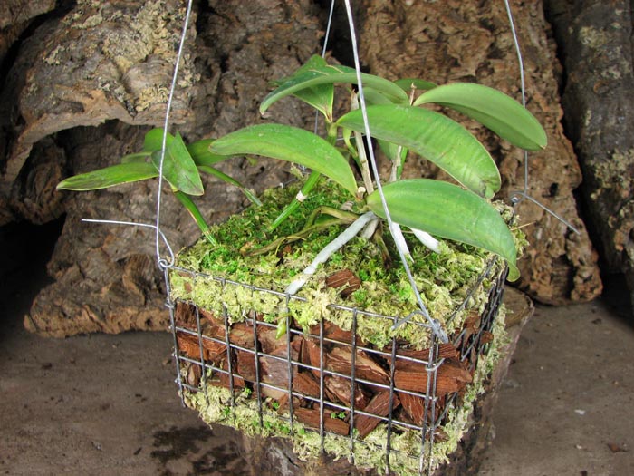 Cattleya aclandiae.jpg