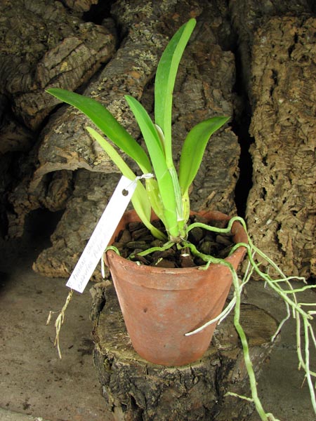 Cattleya trianae coerulea (36-8) x Cattleya lueddemanniana coerulea 'Pedra Azul'.jpg