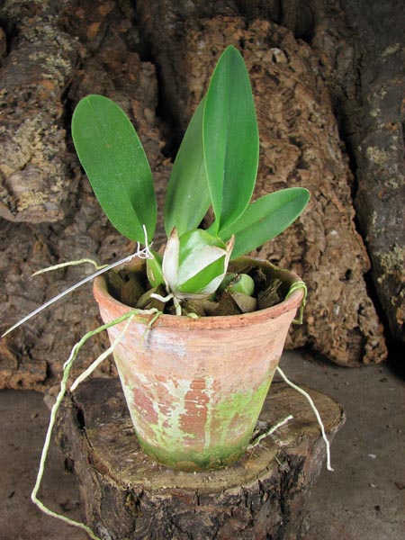 Laelia anceps guerrero x Laelia rubescens.jpg