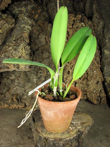 Cattleya gaskelliana coerulea (11-1) x Cattleya warneri coerulea 'Renata Dihel'.jpg