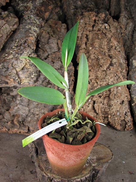 Cattleya warneri alba 'Colossus' x Laelia kautsky.jpg