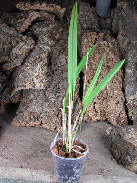 (Brassanthe Maikai x Brassocattleya Star Ruby) 'ORCHIS'.jpg