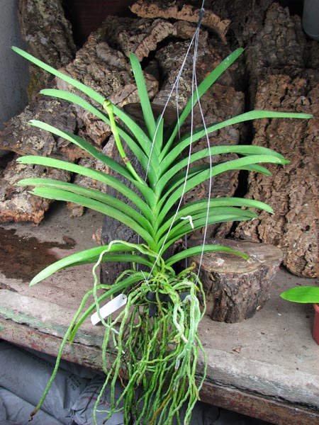 Vanda Siriporn Pink.jpg