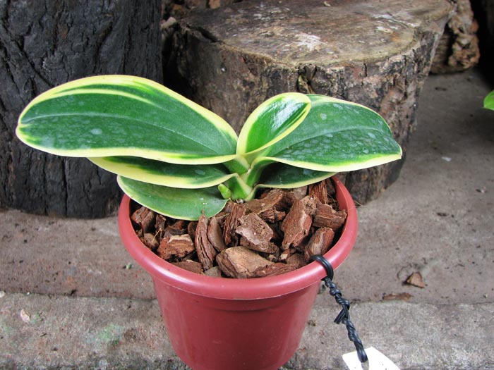 Doritaenopsis Sogo Vivien Variegated leaf.jpg