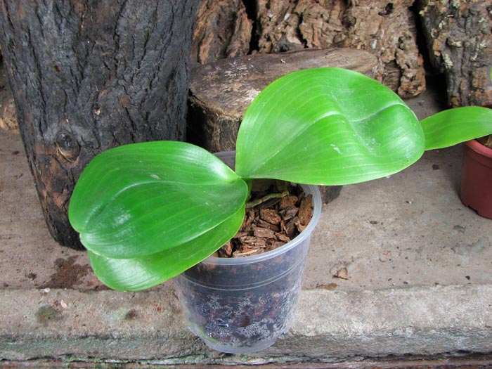 Phalaenopsis Mituo Sun 'Mituo #1' x Phalaenopsis Ld's Bear Queen.jpg