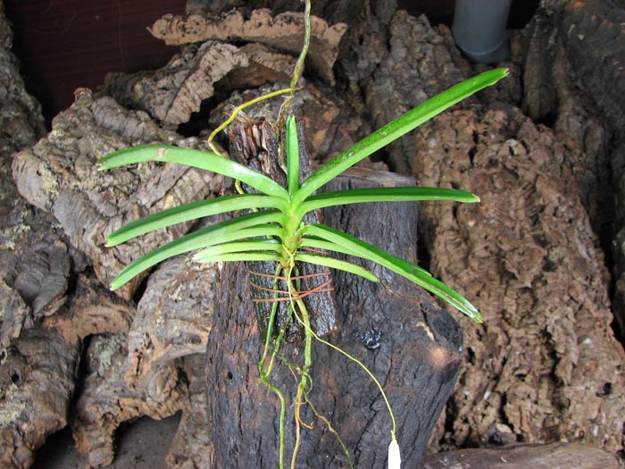 Ascocentrum miniatum.jpg