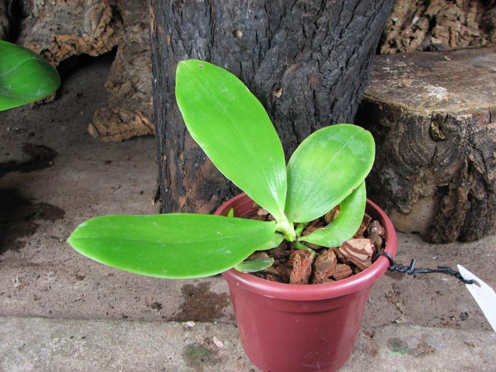 Phalaenopsis amboinensis x Phalaenopsis Penang Girl.jpg