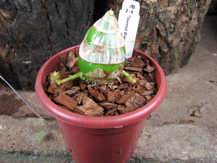 Clowesia Grace Dunn 'Chadds Ford'.jpg