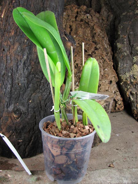 Cattleya quadricolor amesiana 'Patricia' x SELF.jpg