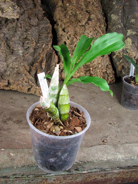 Catasetum pileatum 'Oro Verde'.jpg
