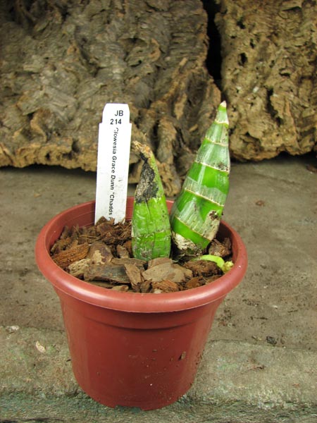 Clowesia Grace Dunn 'Chadds Ford'.jpg