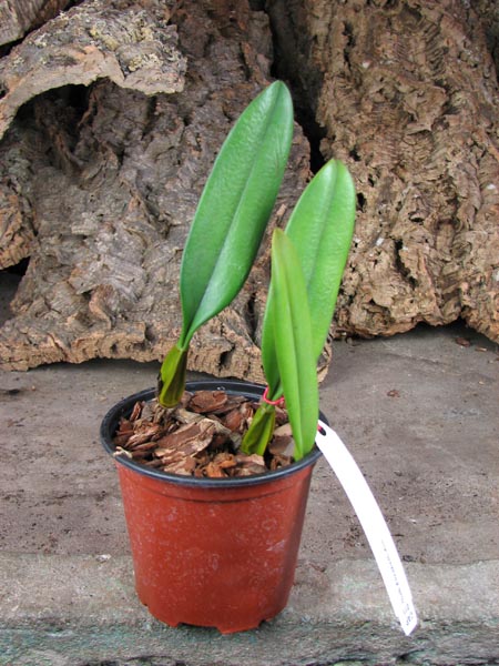 Bulbophyllum Elizabeth Ann.jpg