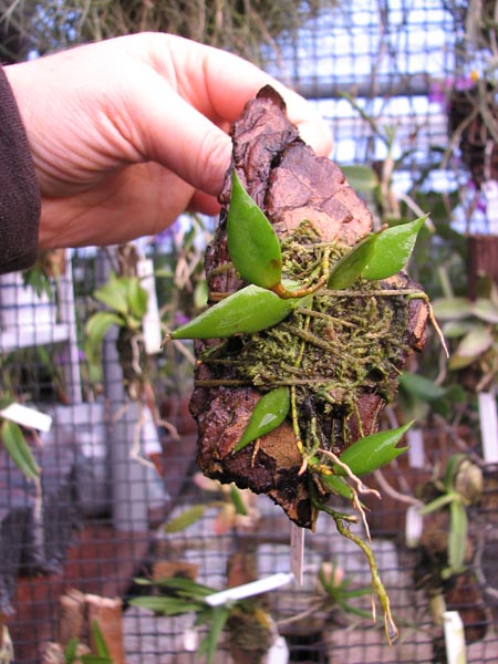 Dendrobium pugioniforme.jpg