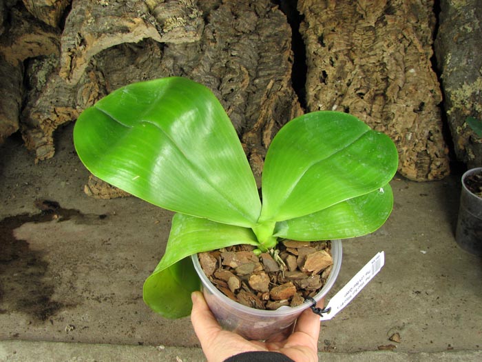 Phalaenopsis Mituo Sun 'Mituo #1' x Phalaenopsis Ld's Bear Queen.jpg