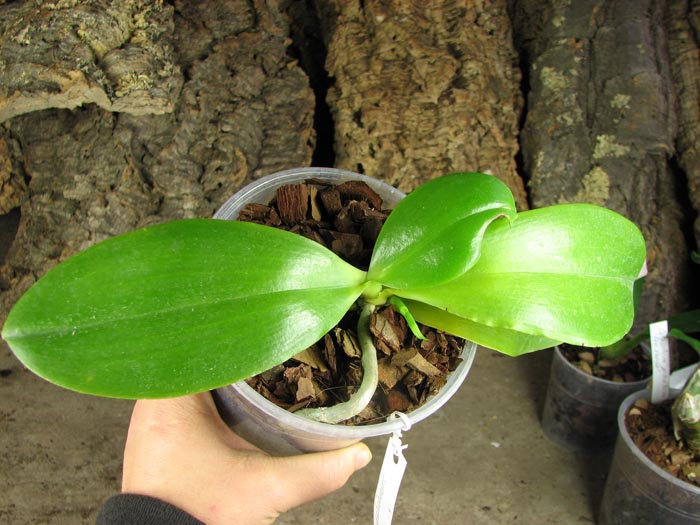 Phalaenopsis amboinensis 'Nicole'.jpg