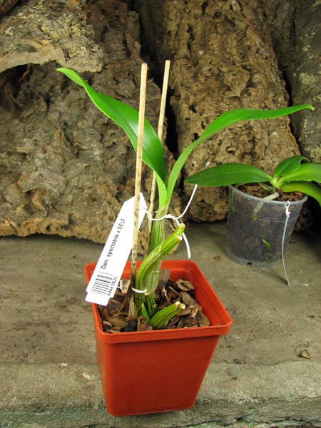 Dendrobium spectabile x SELF.jpg