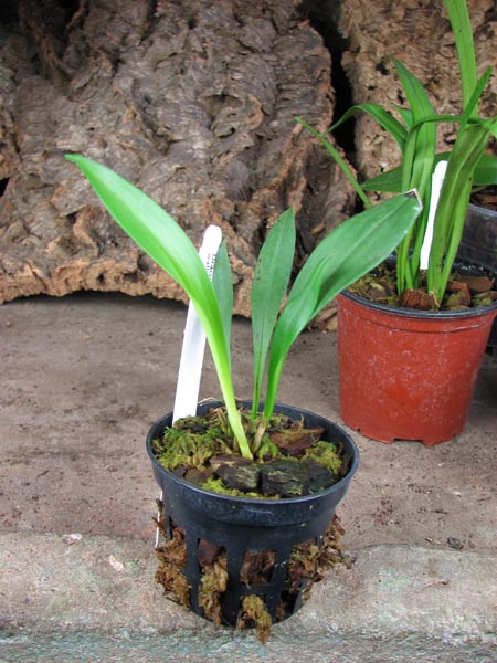 Dracula wallisii.jpg