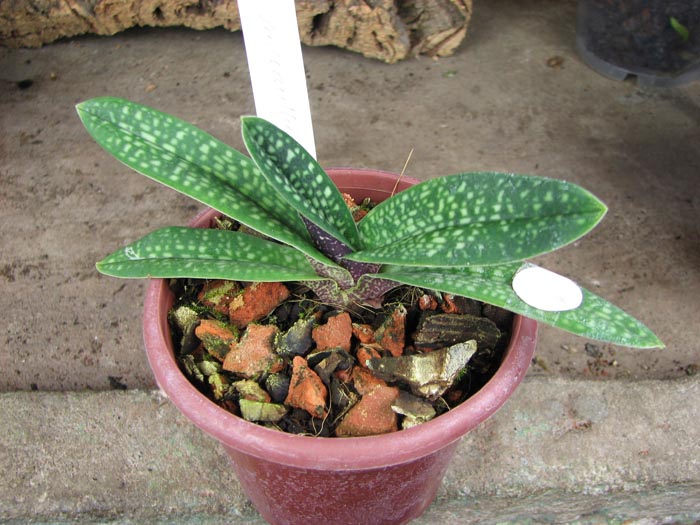 Paphiopedilum micranthum.jpg