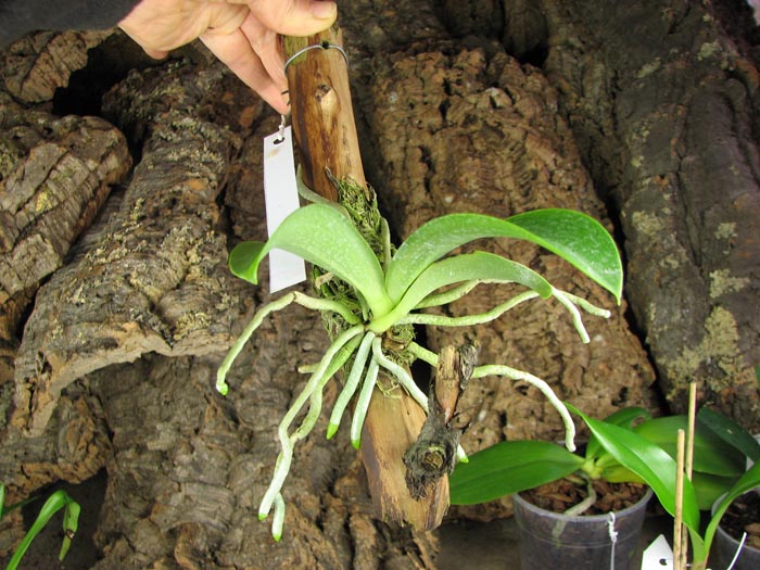 Phalaenopsis pulchra.jpg