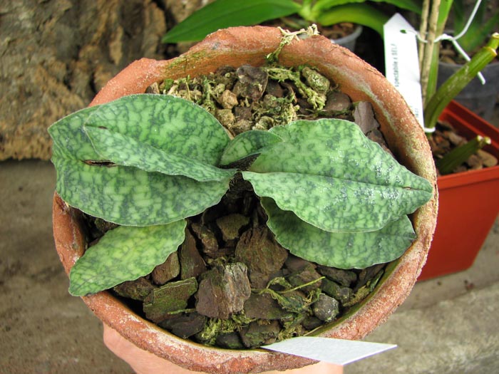 Paphiopedilum malipoense.jpg