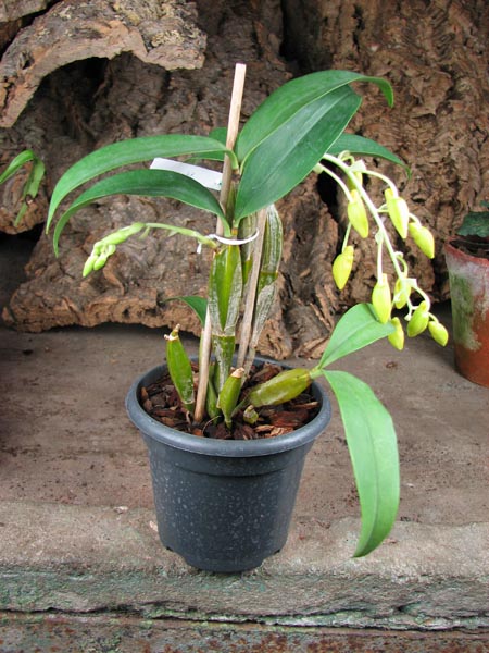 Dendrobium griffithianum.jpg