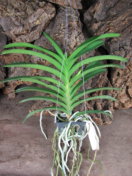 Vanda Tokyo Blue.jpg