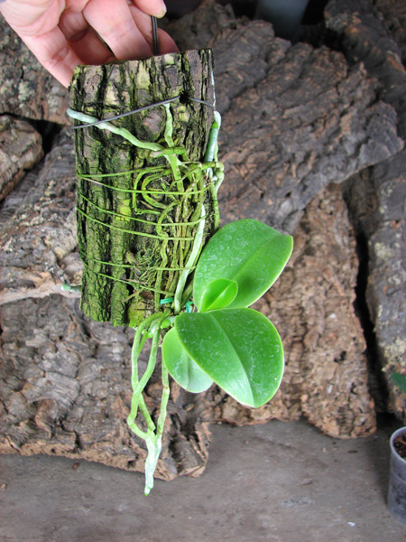 Phalaenopsis lueddemanniana.jpg