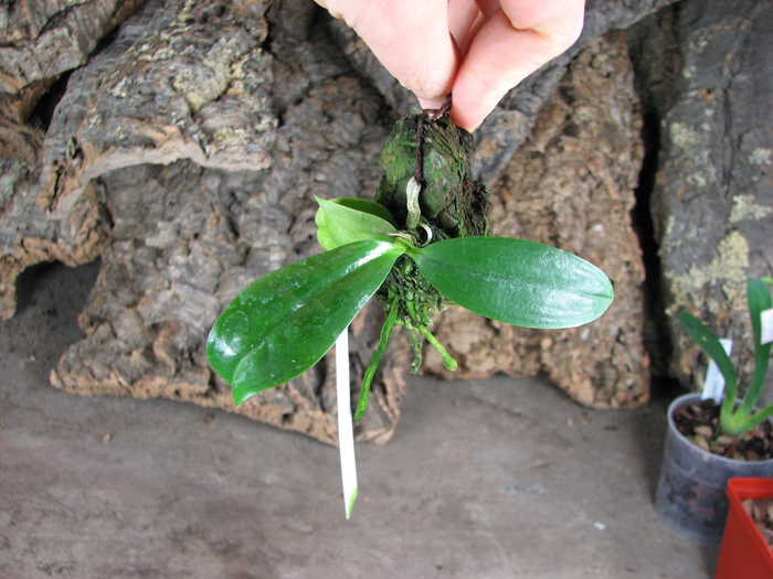 Phalaenopsis javanica.jpg