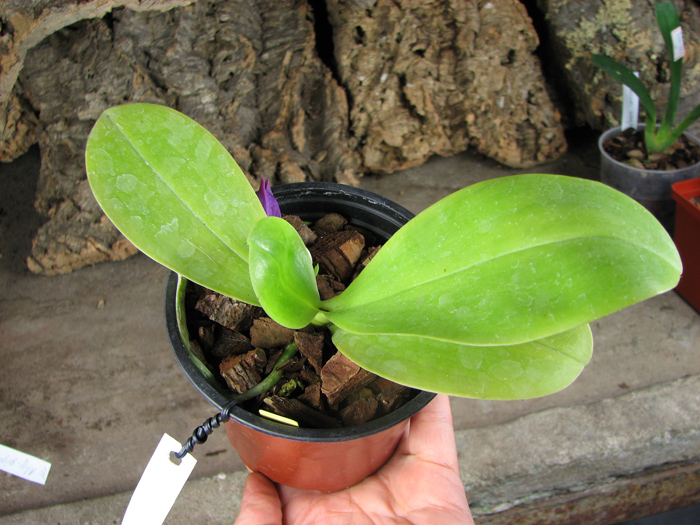 Phalaenopsis violacea.jpg