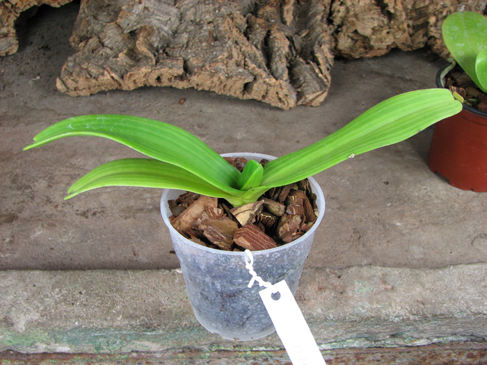 Rhynchostylis gigantea Orange.jpg